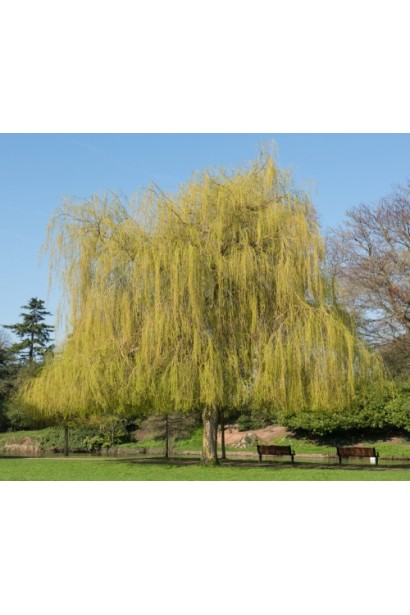 Ива Сhrysocoma у водоема